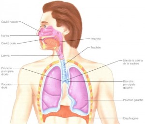 Appareil respiratoire