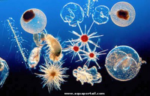 Planctons marins