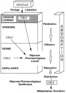 Absorption cutanée