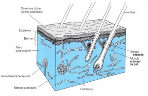 Anatomie de la peau