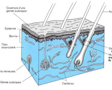 Anatomie de la peau