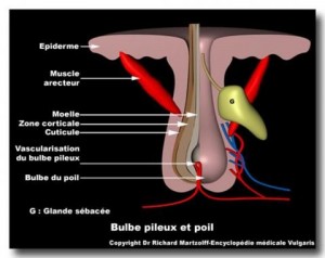 Bulbe pileux et poil