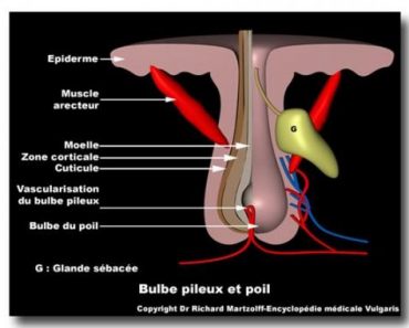 Bulbe pileux et poil