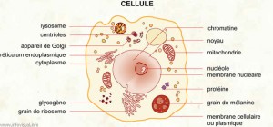 Cellule