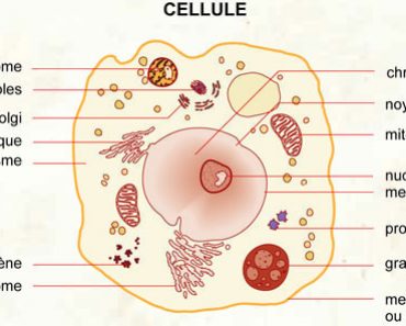 Cellule