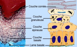 La couche cornée