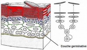 Couche germinative