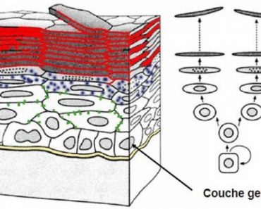 Couche germinative