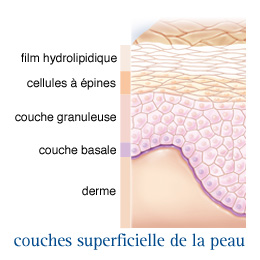 Couches superficielle de la peau