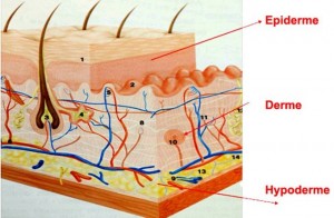 Derme et hypoderme