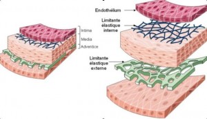 Fibres élastiques