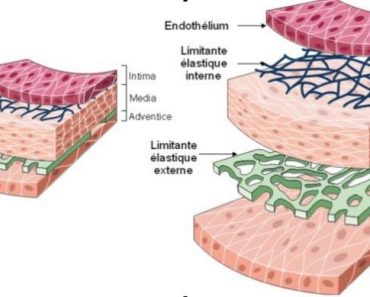 Fibres élastiques