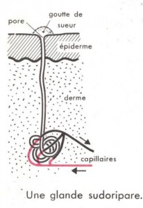 Glande sudoripare