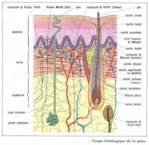 La structure histologique de la peau