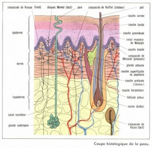 La structure histologique de la peau