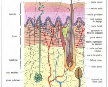 La structure histologique de la peau