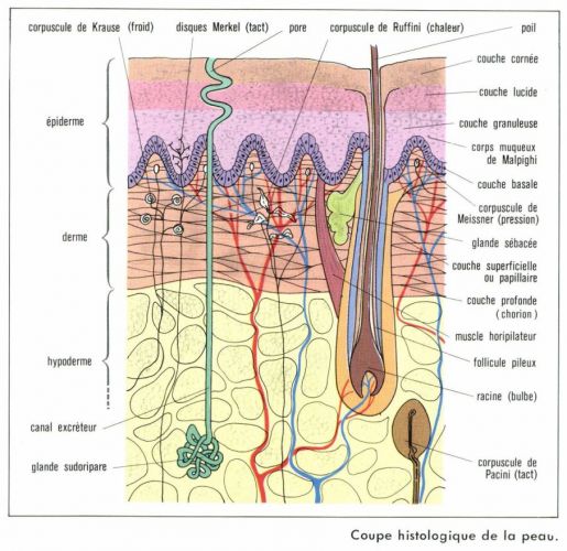 La structure histologique de la peau Club des esthéticiennes La structure histologique de la peau Club des esthéticiennes