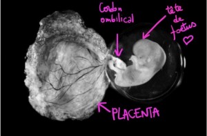 Placenta humain