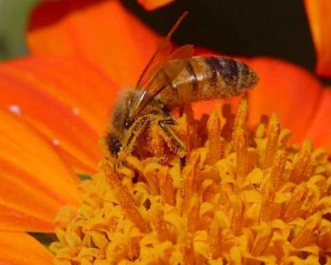 Pollen abeilles