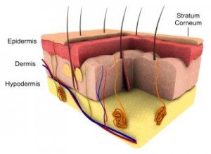 Stratum corneum