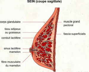 Coupe du sein