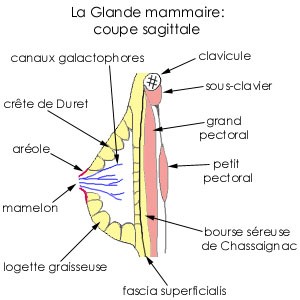 La glande mammaire