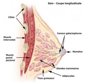 Glande mammaire