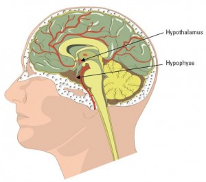 Hypophyse