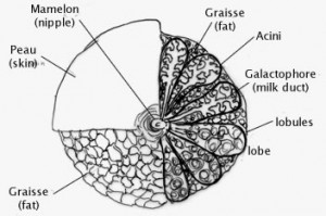 Lobules