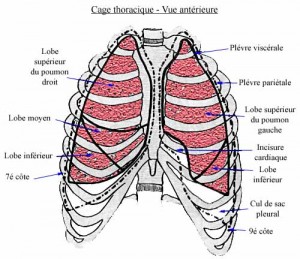 Thorax