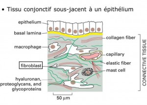 Tissus conjonctif