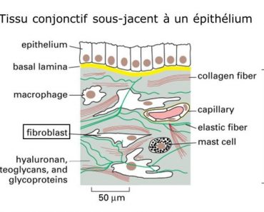 Tissus conjonctif